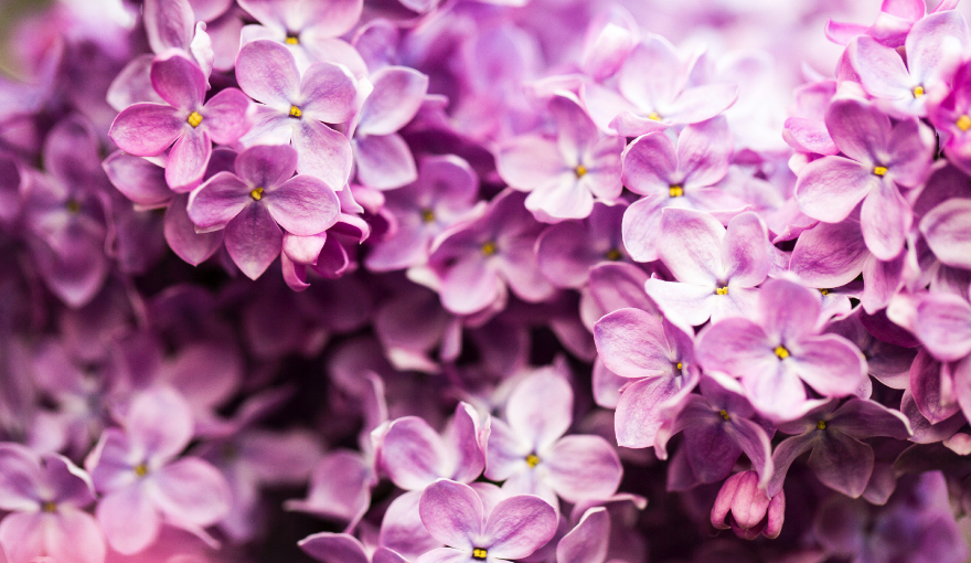 Lilac-256